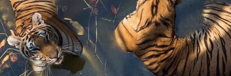 _sevynn's profile banner image