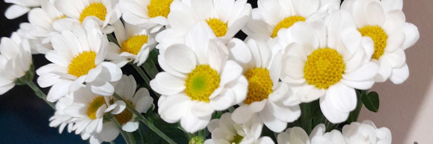 Natalisacc's profile banner image