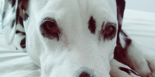 AnnyRuubia's profile banner image