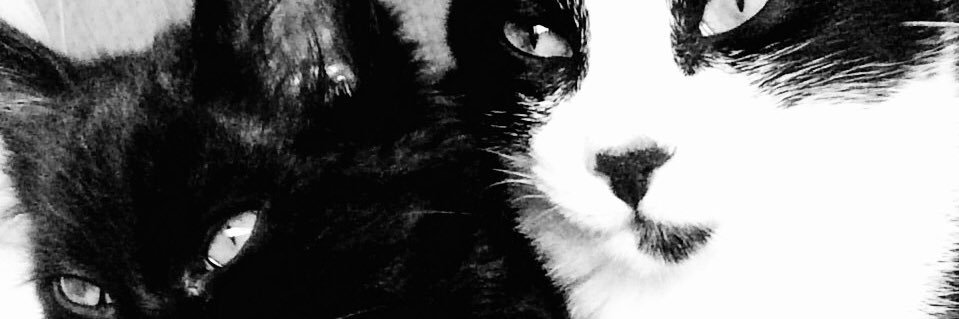 Fioregattoni's profile banner image