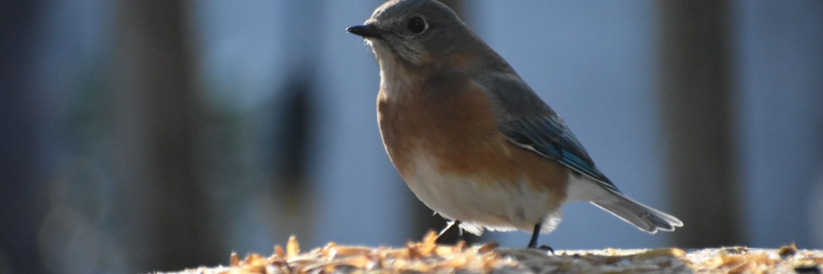 CL Lassiter no lists please banner