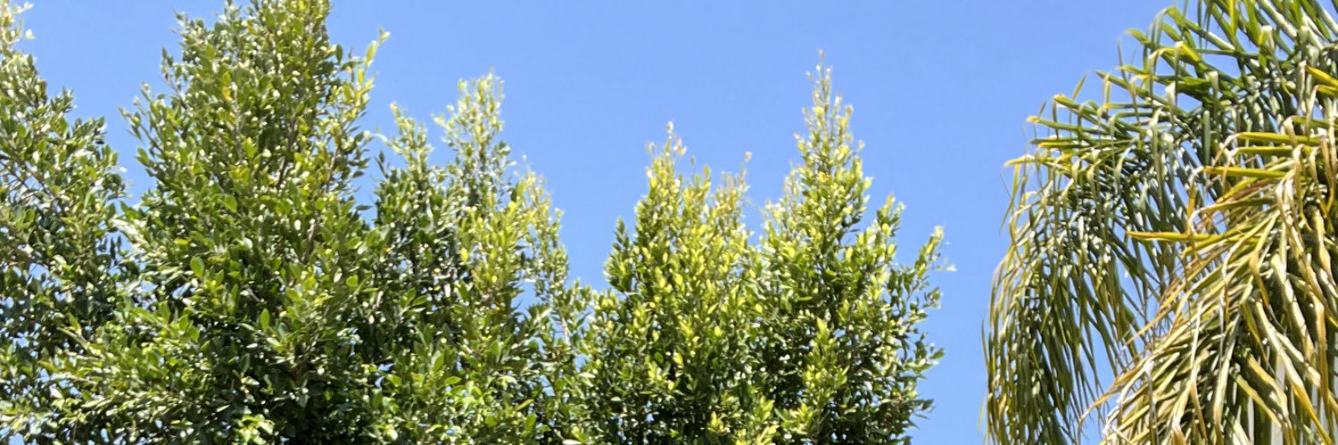 bald leelee banner