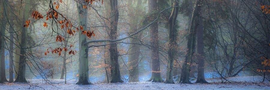 Red House in the Woods 🏡's banner