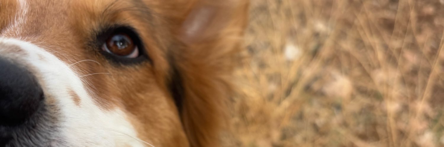MonicaMorena2's profile banner image