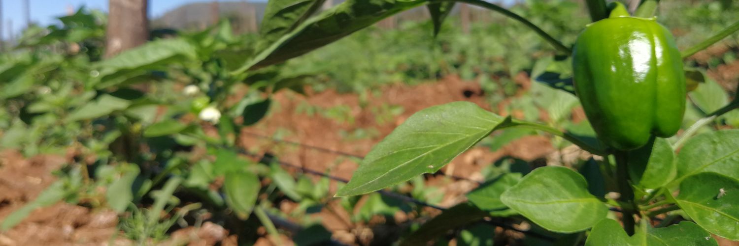 epicfarmboi101 banner