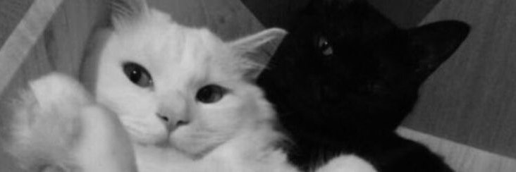 ghasedak26's profile banner image