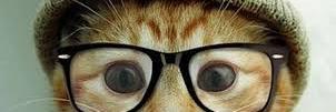 indigonv's profile banner image
