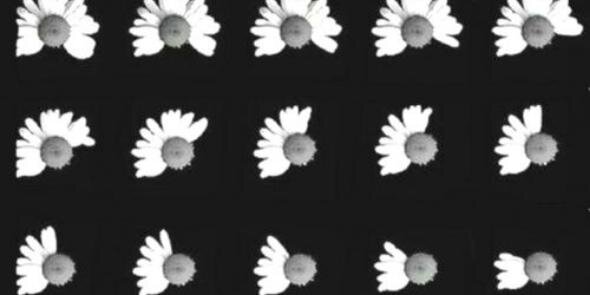 lovesavinon's profile banner image