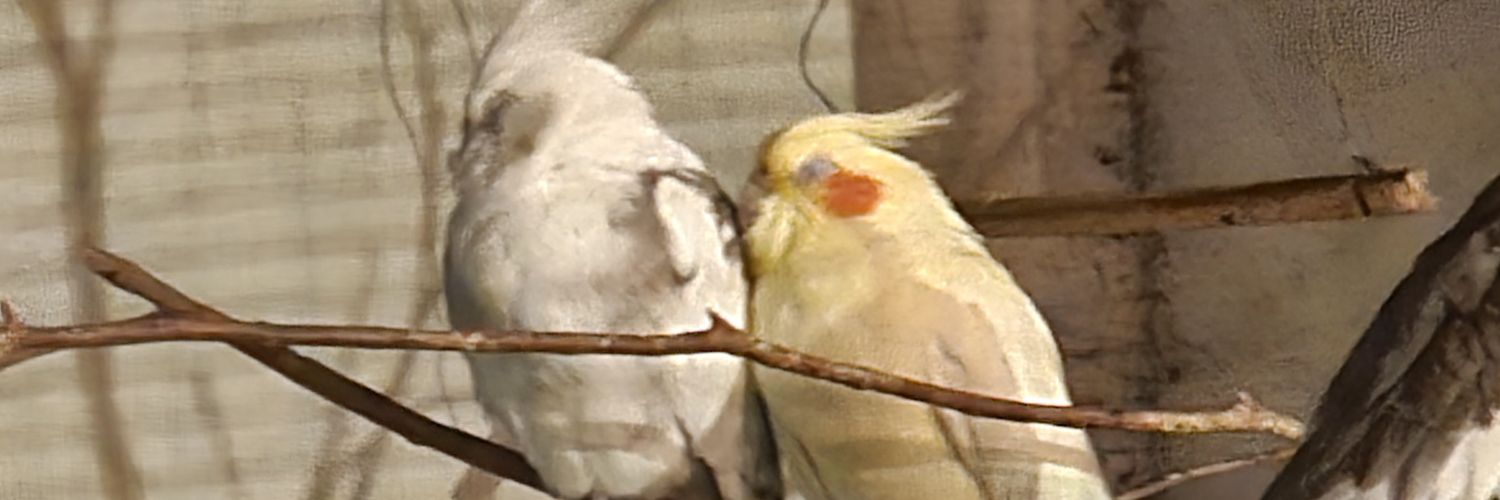 Julialobo_'s profile banner image