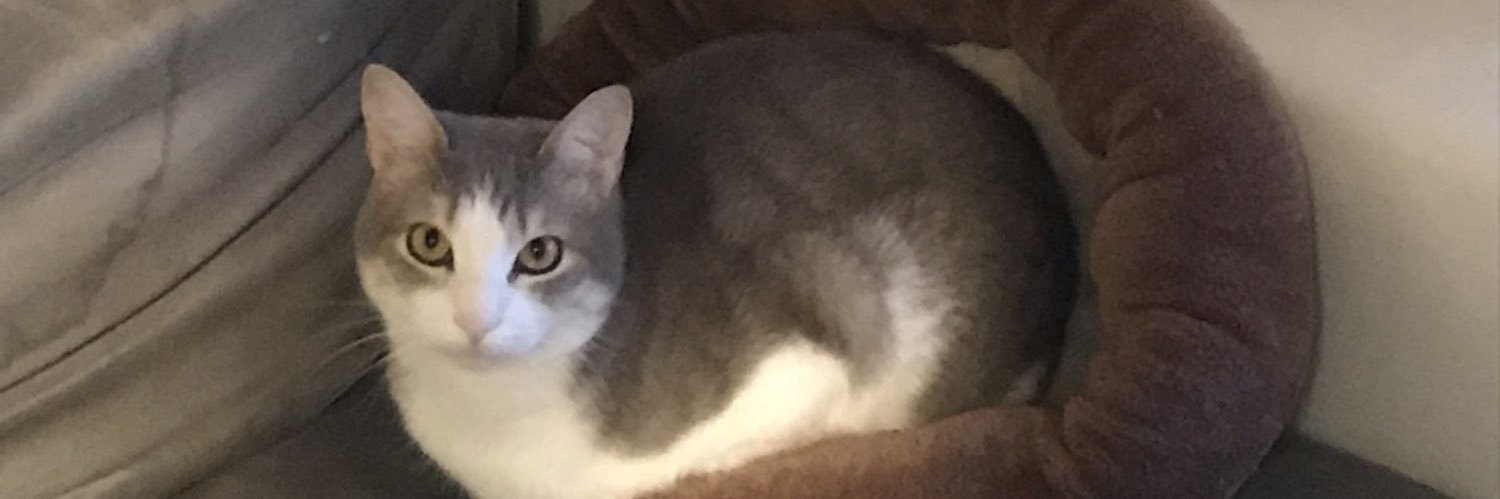 NefiewBDC's profile banner image