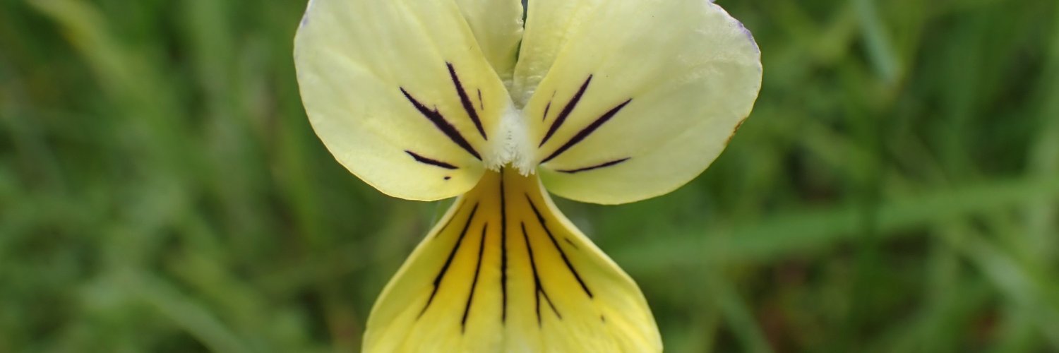 CommonByNature's profile banner image