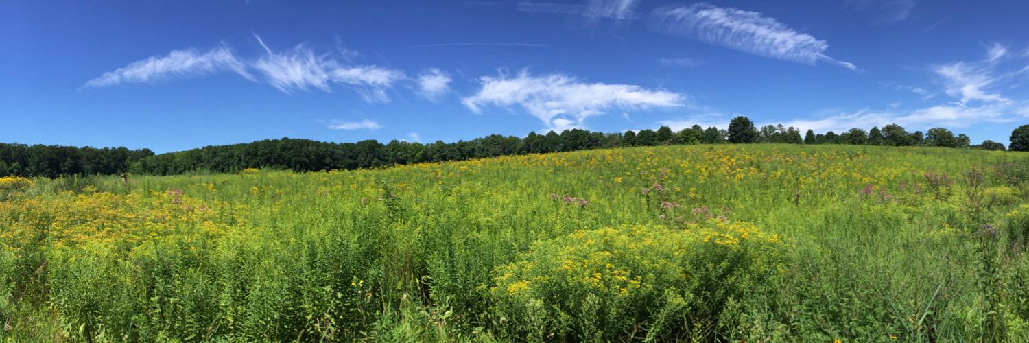 LaurBeiology's profile banner image