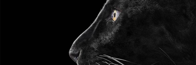 zphillips1's profile banner image