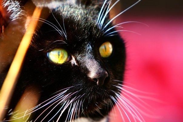 Weltkater4's profile banner image