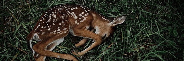LittleDitty_'s profile banner image