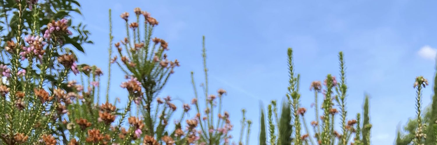 elaichi_'s profile banner image