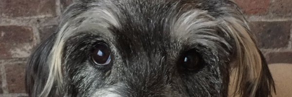 Jobbiebell Profile Banner