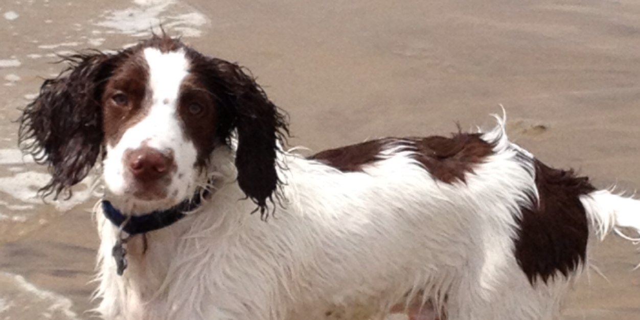 sharon mepham banner