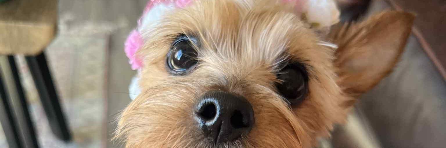 💜 Paula 🐾♥️🪶 banner