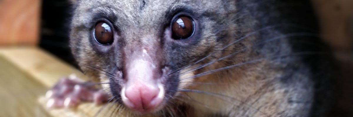 HamertonZoo's profile banner image