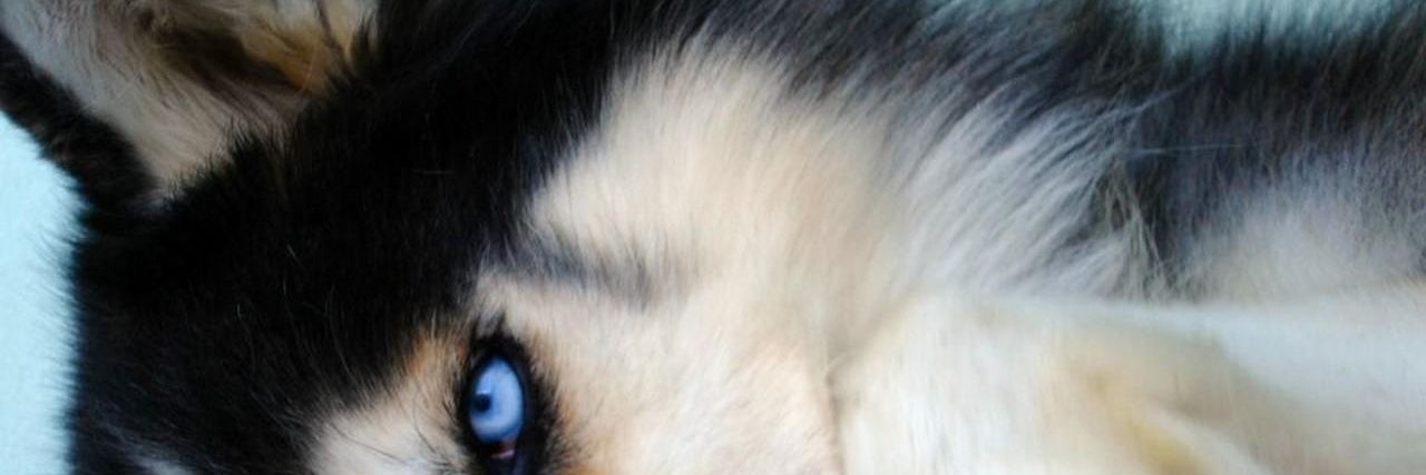 WildFlower_Sham's profile banner image