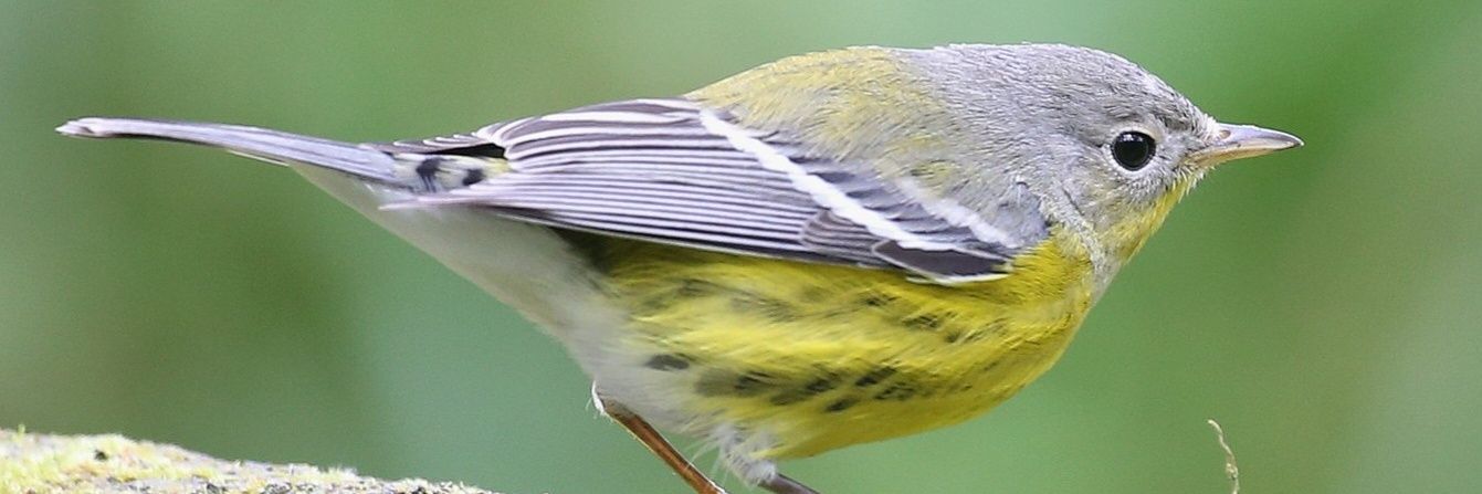 garyl61's profile banner image
