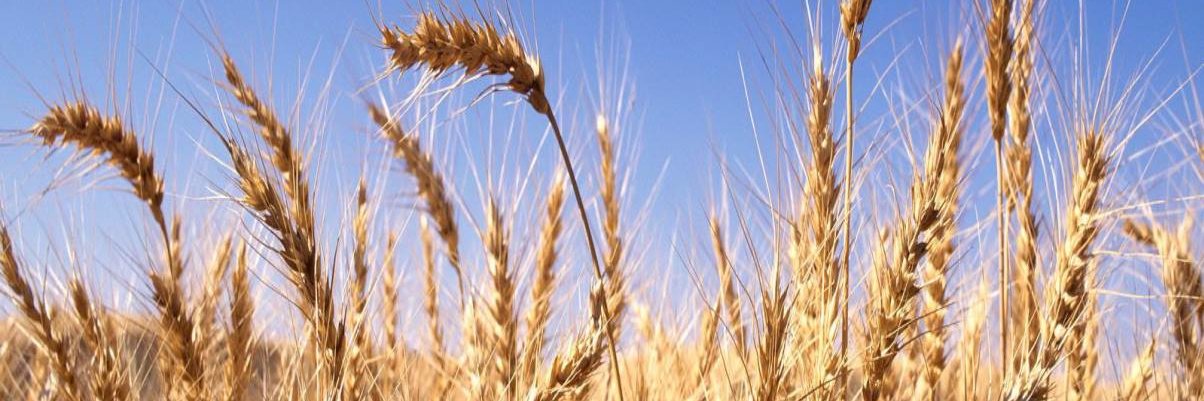 pelletbeds's profile banner image