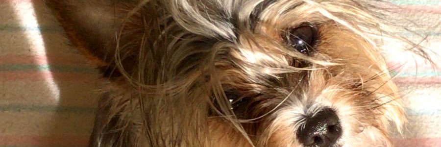 martacanijaa's profile banner image