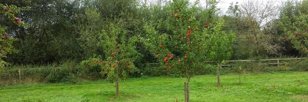 meadowcopse Profile Banner