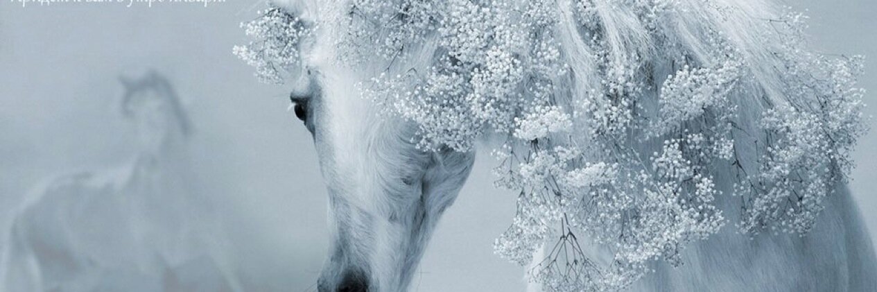 ClaudiaNewman's profile banner image