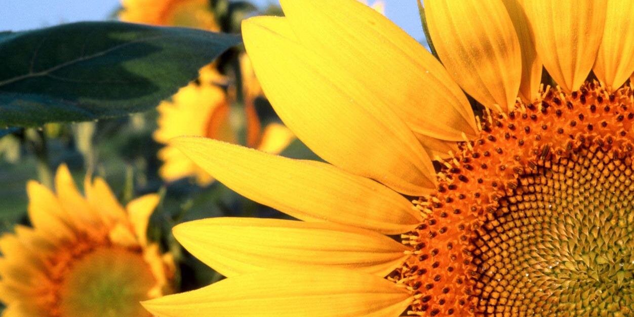 SisselBrown's profile banner image