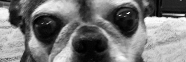 ogcoffdaddy Profile Banner