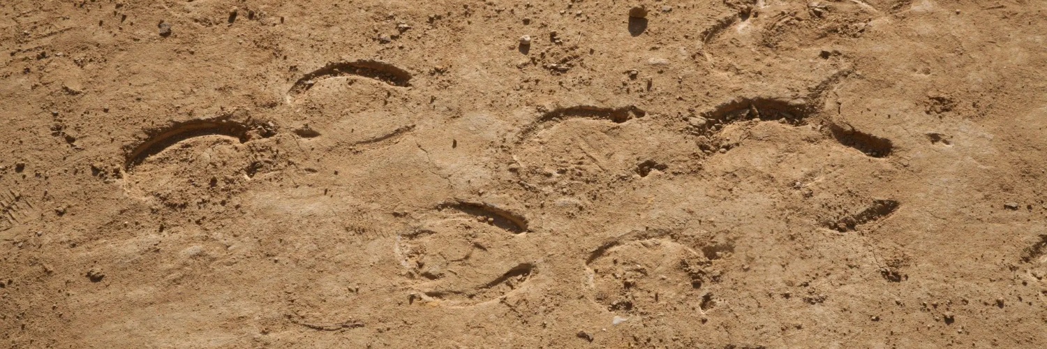 andreabernix's profile banner image