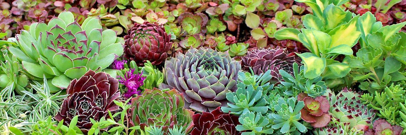 SimpleSucculent's profile banner image