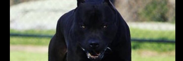 ZeusMegaLine's profile banner image