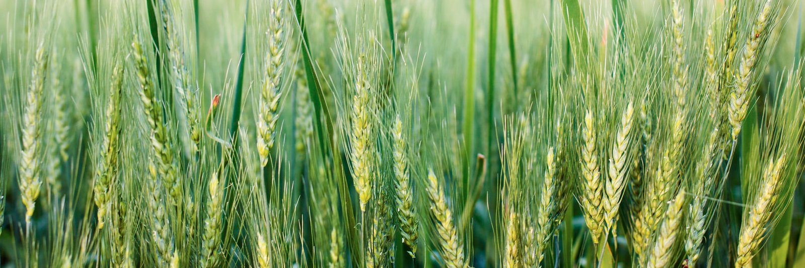 Cody @ BeerCrank.ca banner