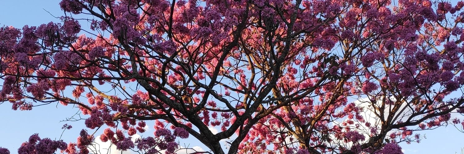 angelateberga's profile banner image