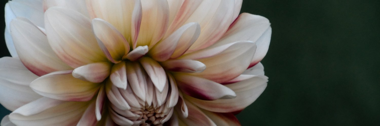 lettyfreitas 🦦 banner