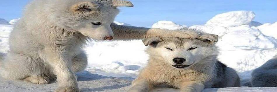 BestPetReviews's profile banner image