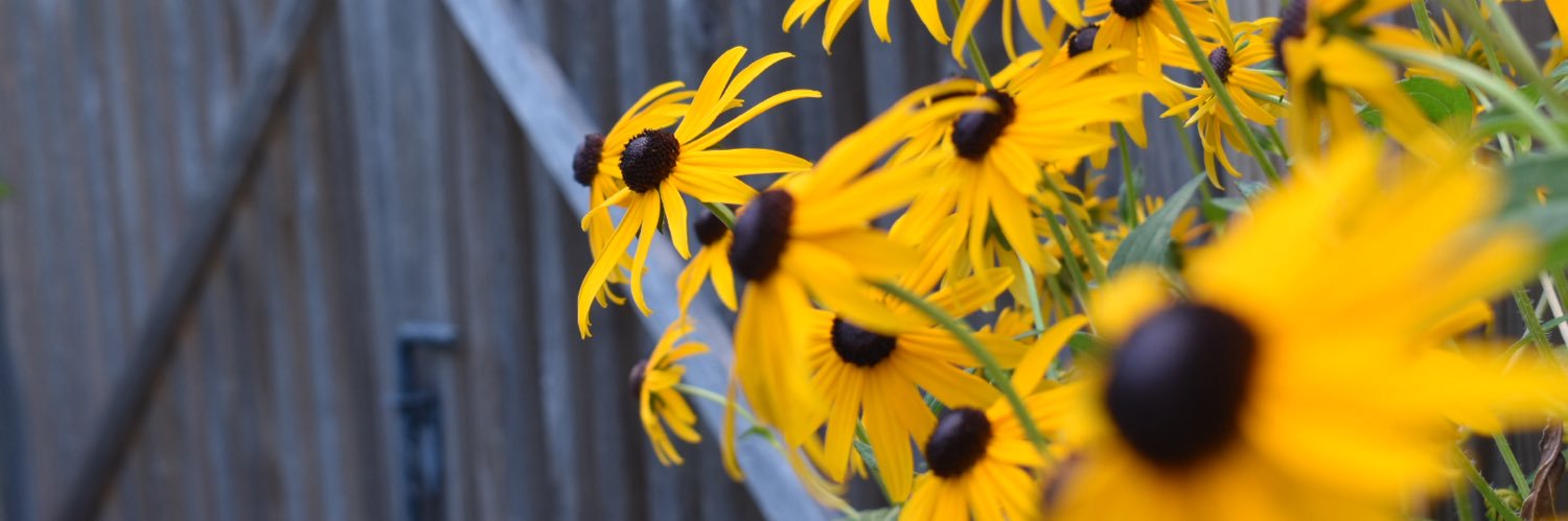 susanb_t's profile banner image