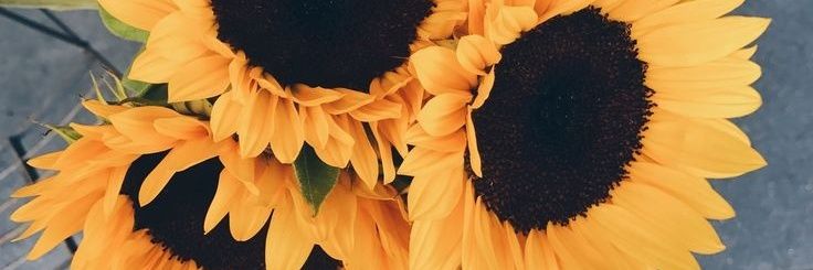 dodo_anii's profile banner image