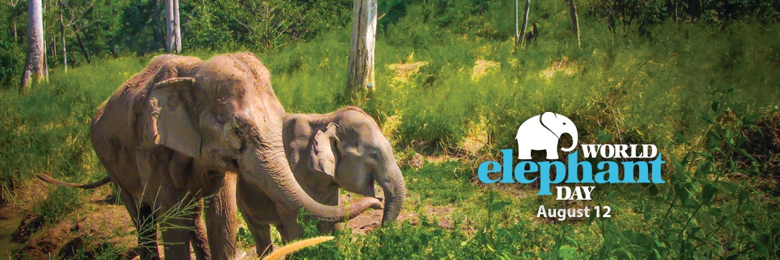 wrldelephantday's profile banner image
