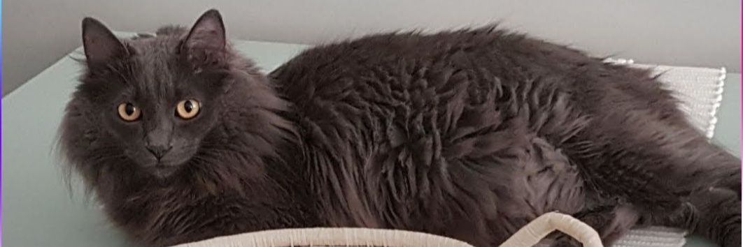 neusinhaplus's profile banner image