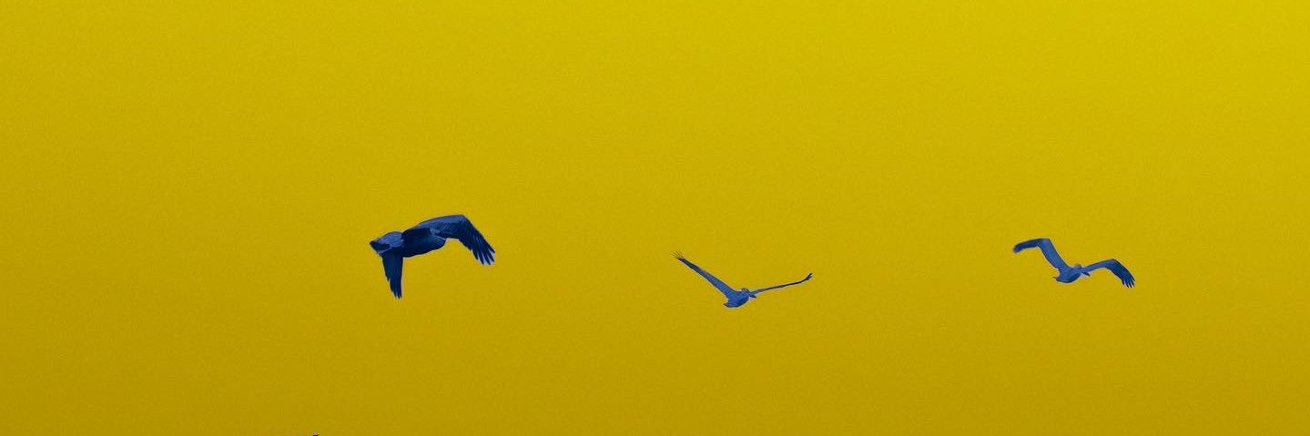 raryals's profile banner image