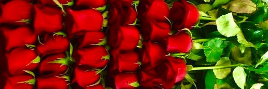 Эва Мишээл banner