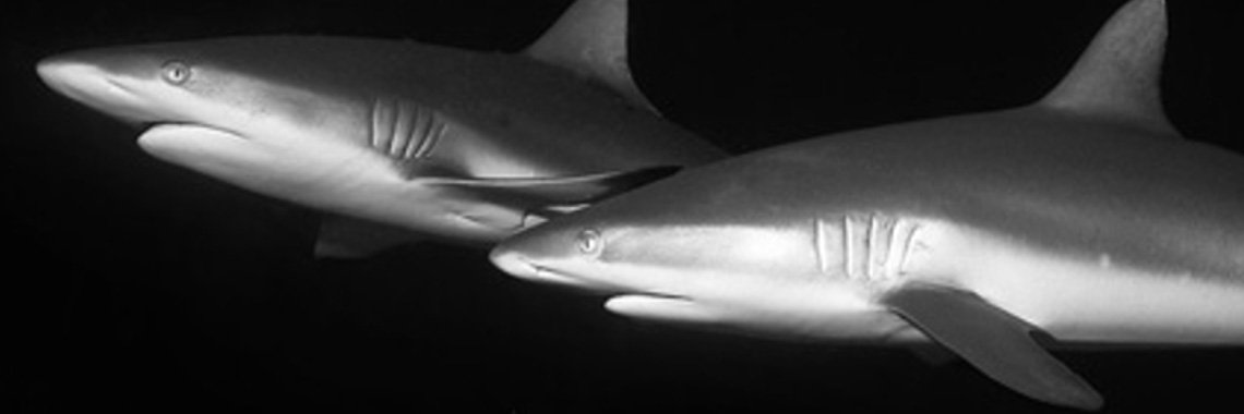 FijiSharkCount's profile banner image