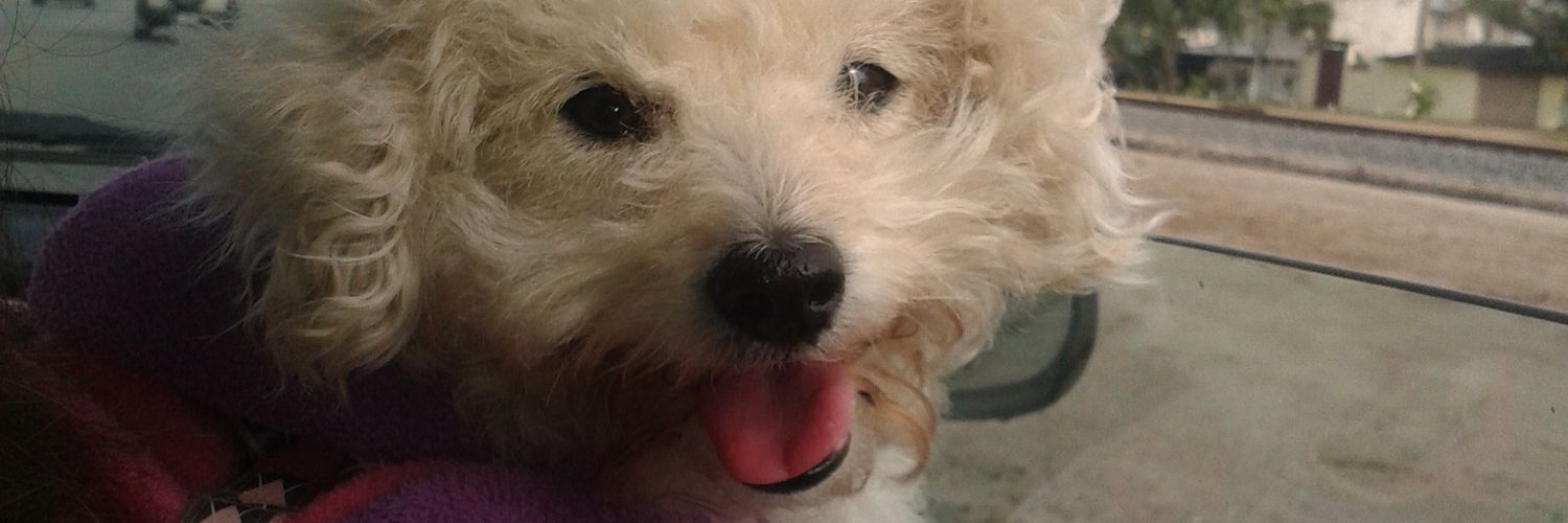 RocioALescano's profile banner image