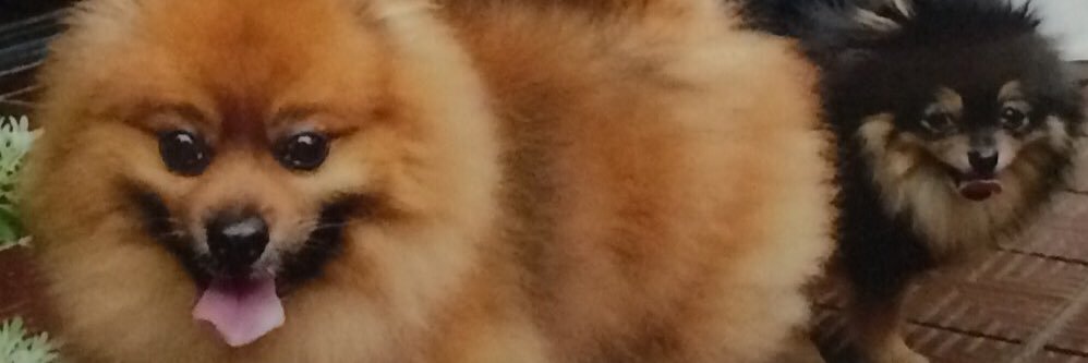 popicoco's profile banner image
