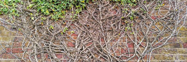 eg_hale Profile Banner