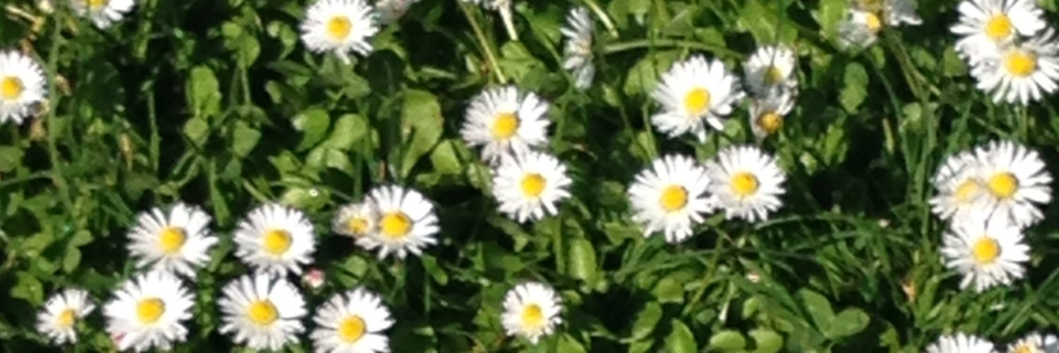 Fadonna's profile banner image